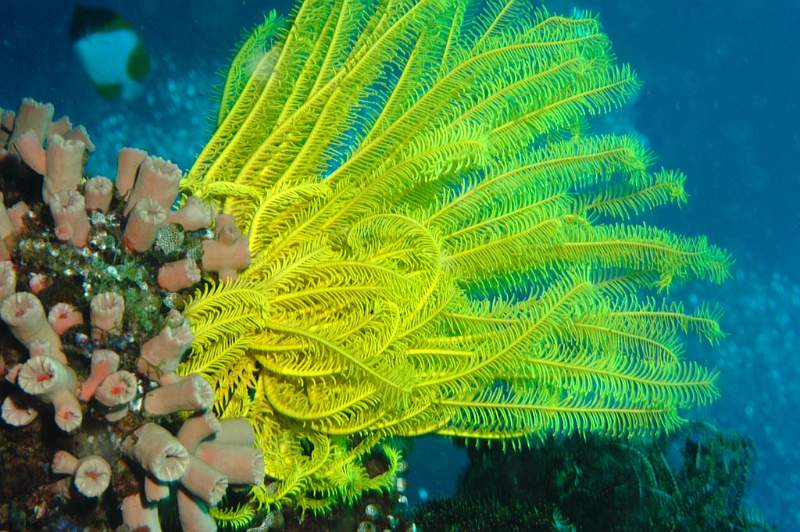 Image 05.jpg - Winner - Lydia Vulliamy - Yellow Feather Star